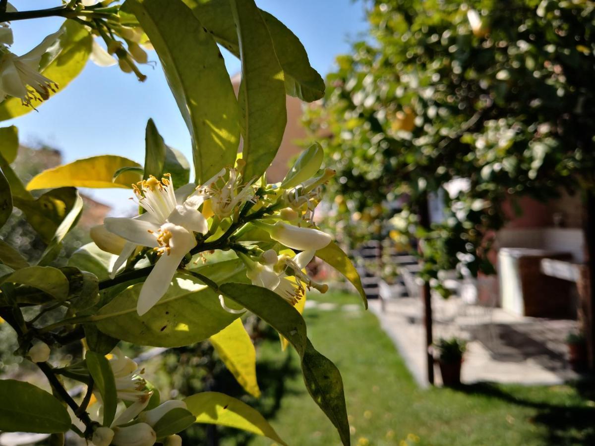 Florinda Lemon'S Suite Cervo Kültér fotó